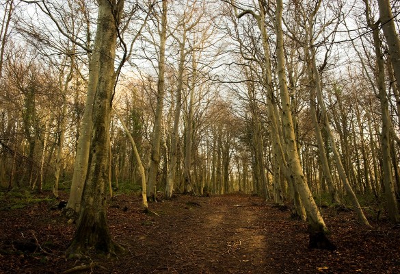 Castell Cawr - Hawlfraint Ein Treftadaeth / Copyright Our Heritage